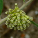 Asclepias viridiflora - Photo (c) psweet, alguns direitos reservados (CC BY-SA)