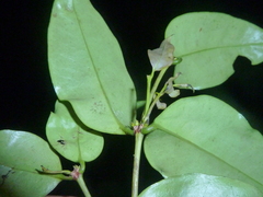 Mouriri tuberculata