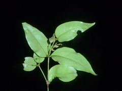 Mouriri tuberculata