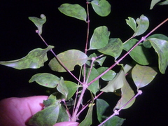 Mouriri tuberculata