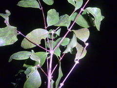 Mouriri tuberculata