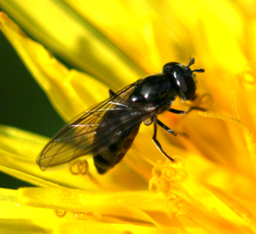 Platycheirus discimanus