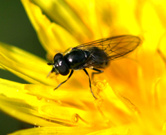 Platycheirus discimanus