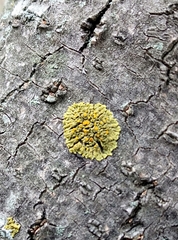 Xanthomendoza concinna