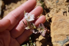 Epilobium siskiyouense