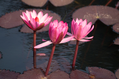 Nymphaea
