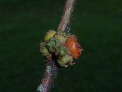 Miconia approximata