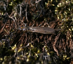 Perlodes microcephalus