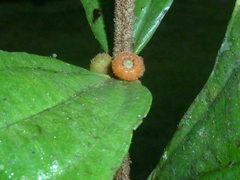 Miconia approximata