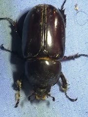 Oryctini