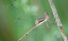 Lestes rectangularis