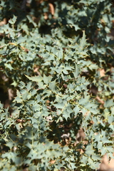 Berberis fremontii