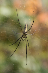 Nephila pilipes