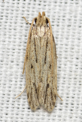 Spinitibia hodgesi