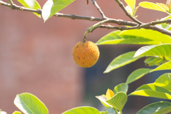 Magnoliopsida