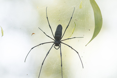Nephila pilipes
