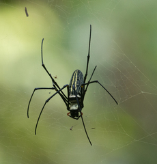 Nephila pilipes