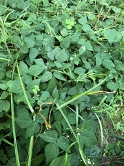 Hylodesmum pauciflorum
