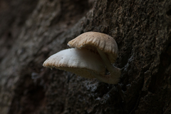 Fungi
