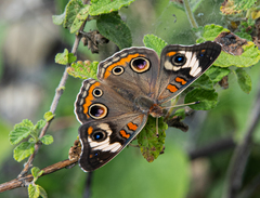 Junonia coenia coenia