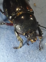 Oryctini