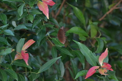 Elymnias hypermnestra hypermnestra