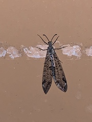 Dendroleon speciosus