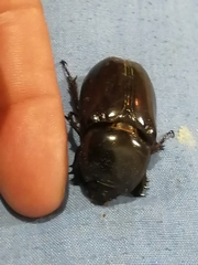 Oryctini