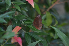 Elymnias hypermnestra hypermnestra