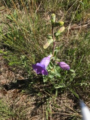 Penstemon grandiflorus