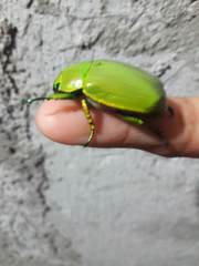 Chrysina