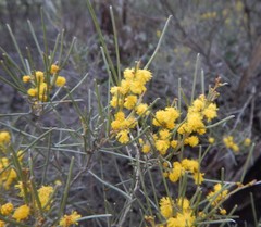 Acacia rigens