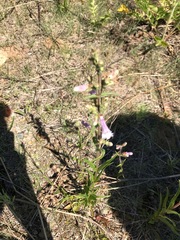 Penstemon gracilis