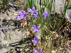Brodiaea terrestris kernensis