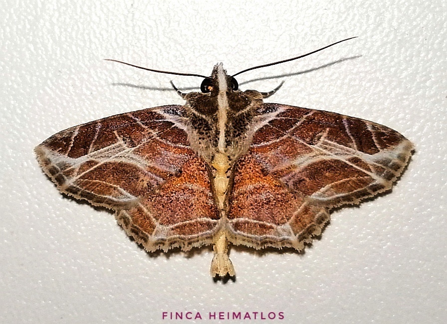 Dolichosomastis leucogrammica