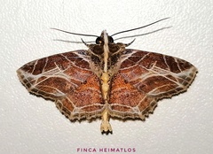 Dolichosomastis leucogrammica