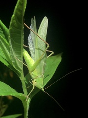 Neoconocephalus robustus