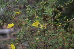 Hibbertia monticola