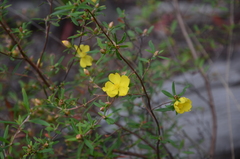 Hibbertia monticola