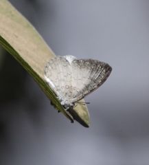 Spalgis lemolea lemolea