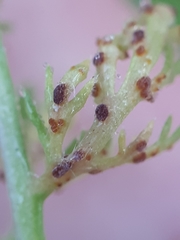 Puccinia cnici-oleracei