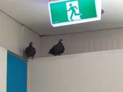 Columba livia domestica