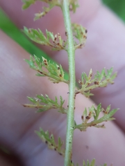 Puccinia cnici-oleracei