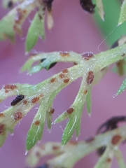 Puccinia cnici-oleracei