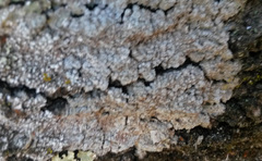 Leprocaulon americanum