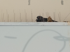 Columba livia domestica