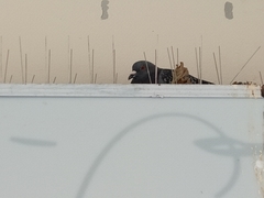 Columba livia domestica