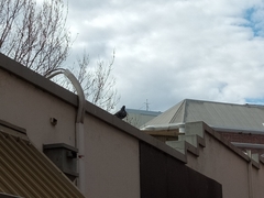 Columba livia domestica