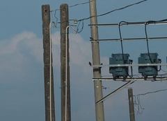 Acridotheres javanicus