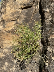 Perityle congesta